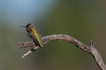 Fototapeta premium Anna's Hummingbird
