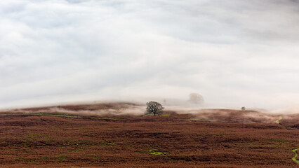 Trees and farmland emerging from a sea of fog on an autumn day