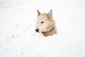 husky dog covered with snow