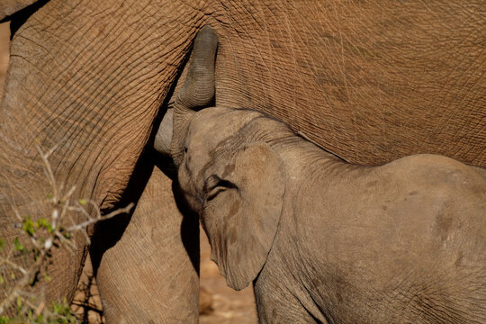 Elephant cow and suckling calf