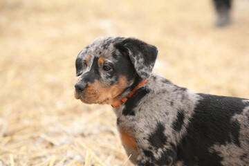 Puppy of Beauce shepherd dog