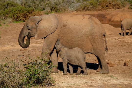 Elephant cow and suckling calf