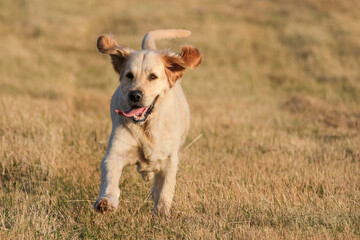 golden retriever in the grass running at full speed and having fun