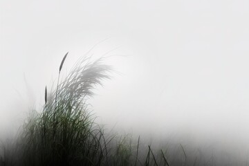 A grass with white foggy background