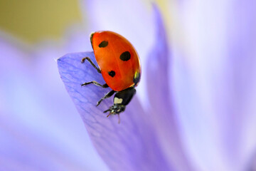 Ladybug Closeup Purple Petal 04