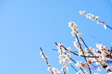 白い梅の花
