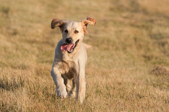 golden retriever in the grass running at full speed and having fun