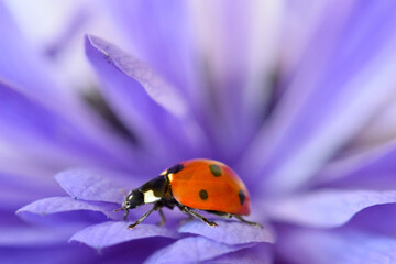 Ladybug Abstract Flower 01