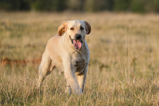 golden retriever in the grass running at full speed and having fun