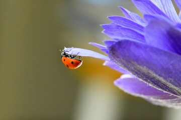Ladybug Abstract Flower 04