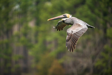 Brown Pelican in flight over a river