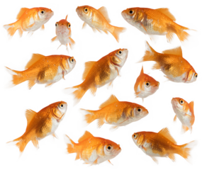 Image of aquarium goldfish they swim together