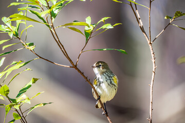 Yellow-rumped Warbler bird on a branch