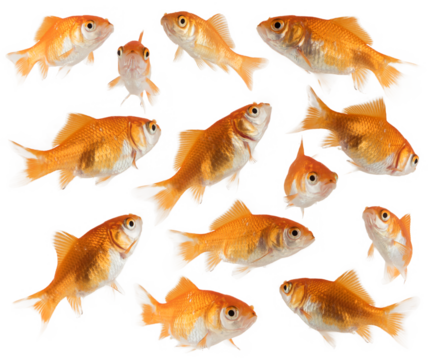 Image of aquarium goldfish they swim together