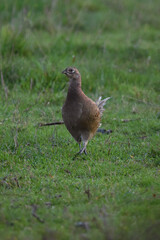pheasant in a field
