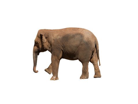 Image of an african elephant , huge pachyderm