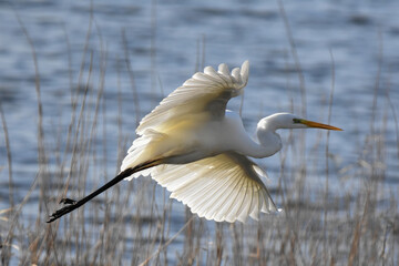 great white heron