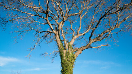 Enredadera de hojas verdes en gran roble en invierno