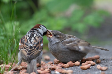 Sparrows