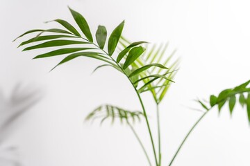 Fototapeta na wymiar Chamaedorea Elegans Palm isolated on white background. leaves and stems of chamedorea on a white background.