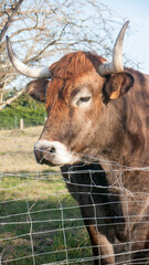 Toro marrón tras valla de alambre en parcela rural