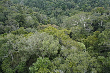Fototapeta na wymiar Amazon rainforest is a major producer of oxygen. Brazil.