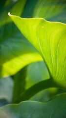 Obraz premium Hoja grande y verde de lirio