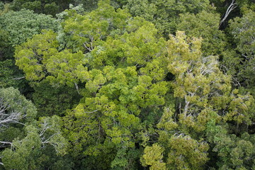 Amazon rainforest is a major producer of oxygen. Brazil.