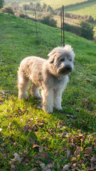 Perro pastor en pradera de hierba