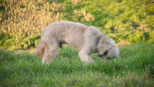 Perro pastor en pradera de hierba
