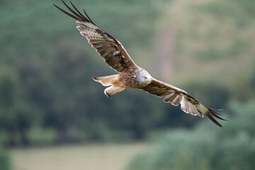 Red Kite