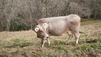 Vaca gris con ubre