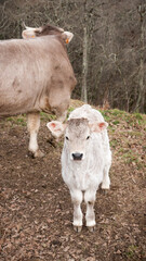 Ternero blanco junto a vaca en campo