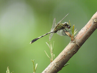 dragonfly on a branch