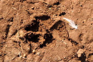 Dog Footprint on the River Bank.