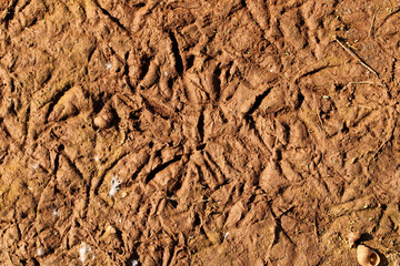 Footprints of Birds on the River Bank.