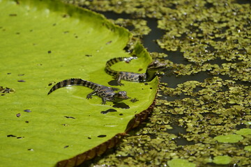 Young caiman on Victoria Regia lily pad. (Melanosuchus niger) Alligatoridae family. Amazon rainforest, Brazil.