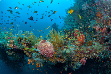 Coral reef South Pacific