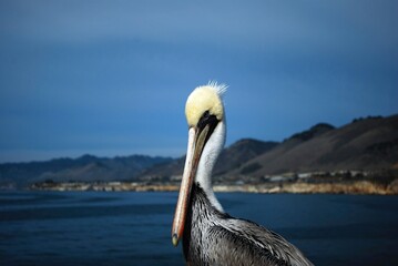 Brown Pelican facing the Pacific Ocean at Pismo Beach Pier, California