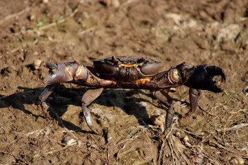 Crab is on the River Bank.