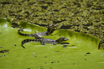 Young caiman on Victoria Regia lily pad. (Melanosuchus niger) Alligatoridae family. Amazon rainforest, Brazil.