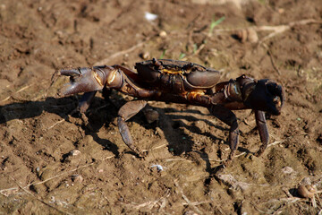 Crab is on the River Bank.