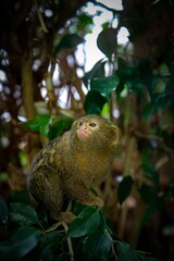 Pigmy Marmosette in rain forest