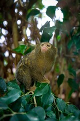 Pigmy Marmosette in rain forest