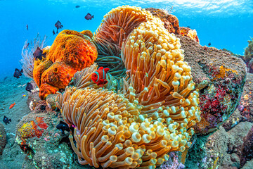 Coral reef South Pacific