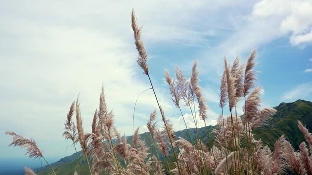 Pampa grass (Cortaderia selloana) on the slope of a mountain on a windy day. Comechingones mountain range. Merlo, San Luis, Argentina.