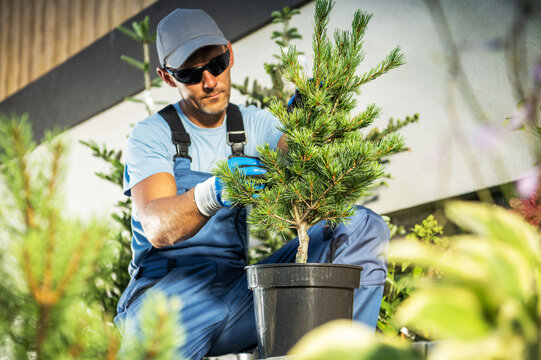 Professional Plantsman Checking Ornamental Plant Condition