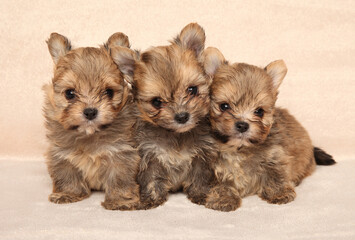 Fototapeta na wymiar Three tiny Pomeranian puppies