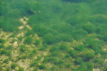 Fototapeta na wymiar closeup of the green algae through the clear water of the Rhone river in France
