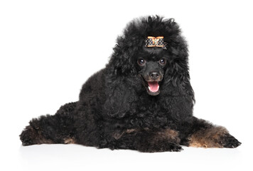 Beautiful black toy poodle, lying on a white background